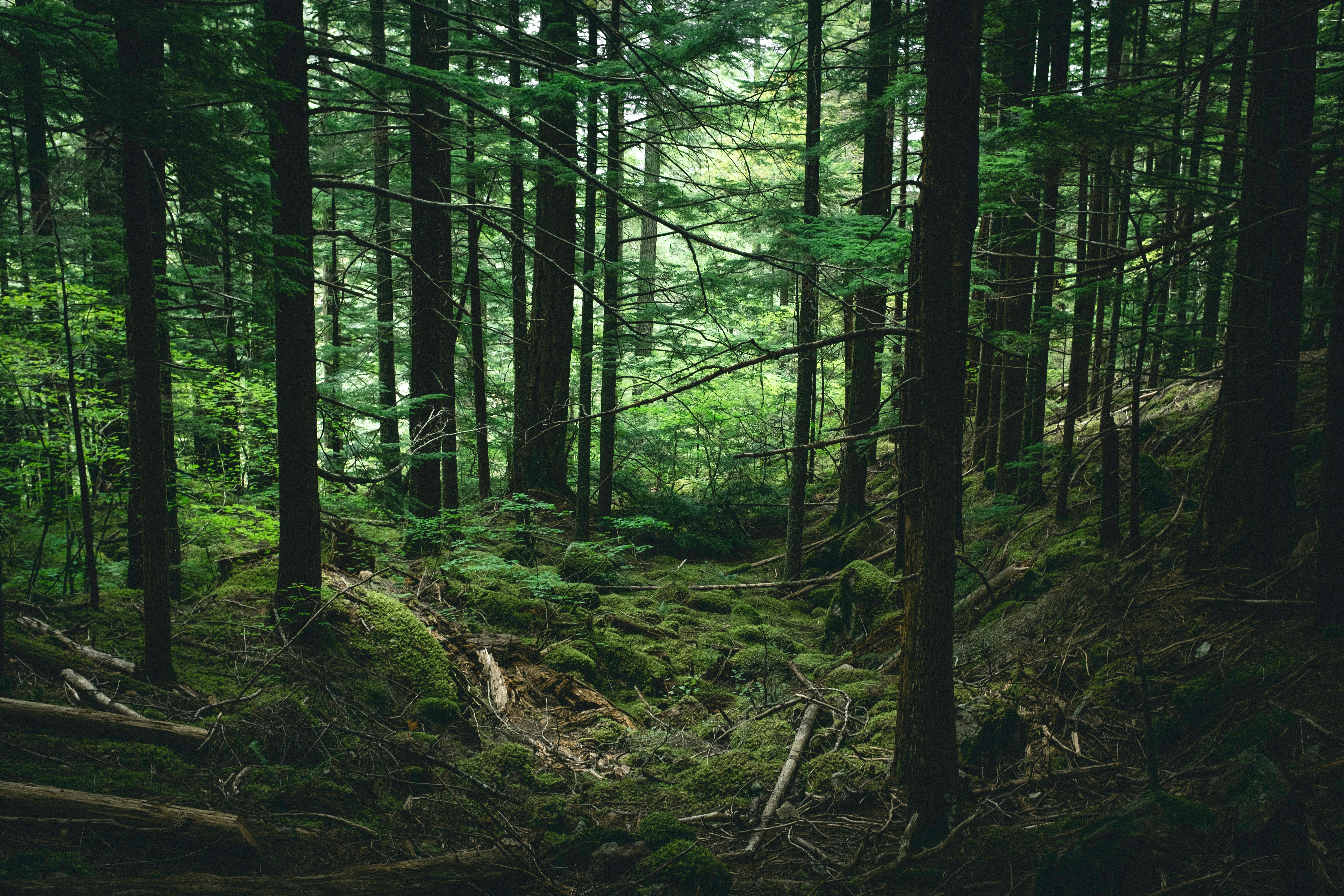 milk-tea-unsplash-WRI Seeking Feedback on Financing Nature-based Solutions