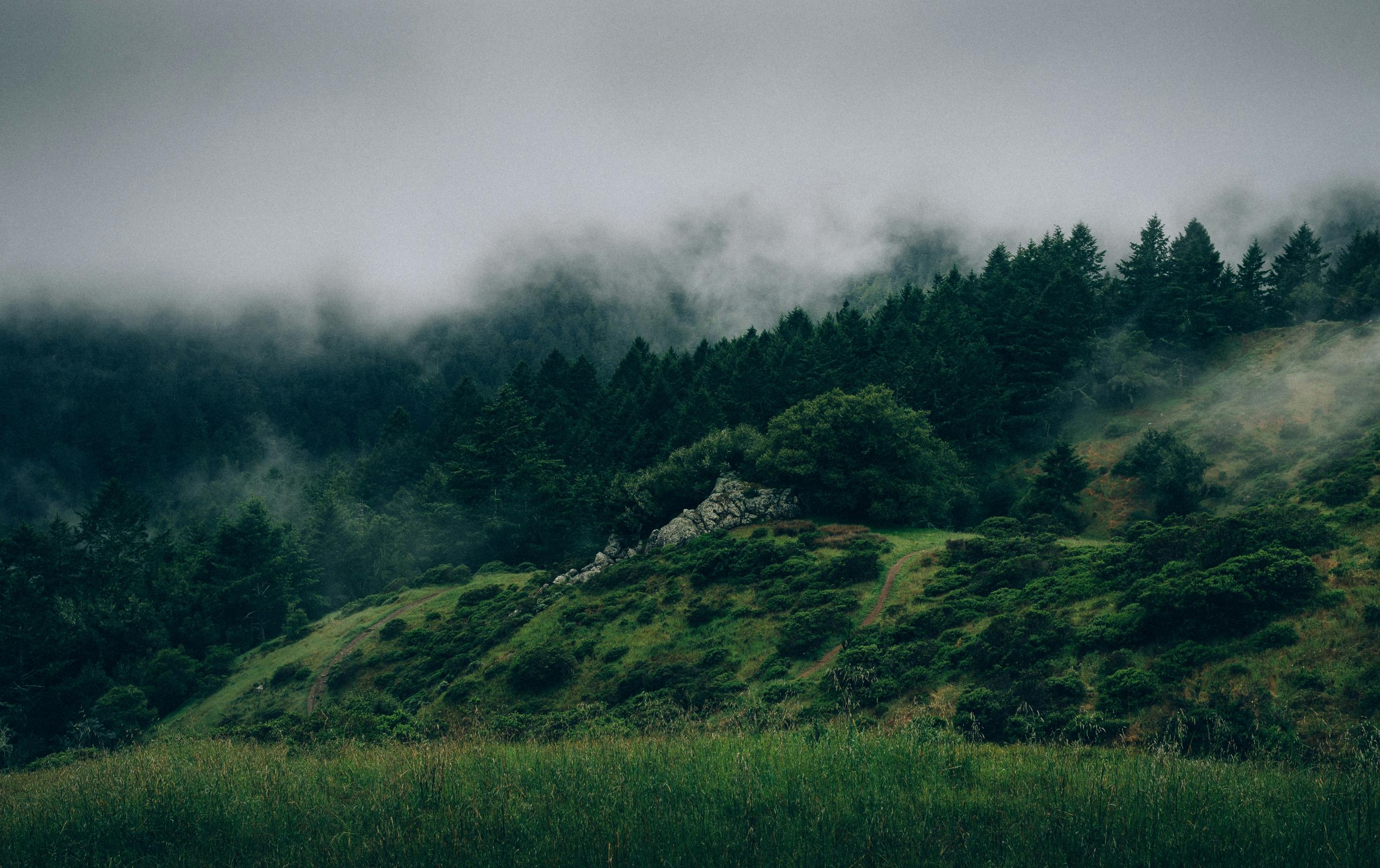 forrest-cavale
